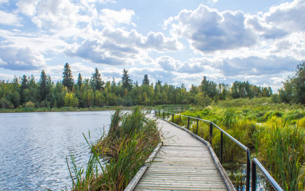 elk island national park | alberta | canada - hiking trail swamp stock pictures, royalty-free photos & images