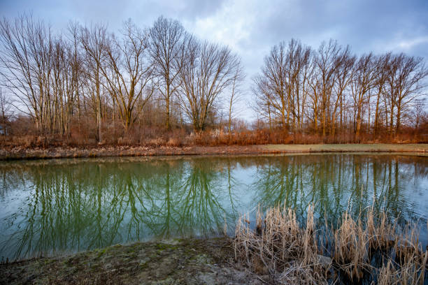 reflection on pond - dismal swamp state park stock pictures, royalty-free photos & images