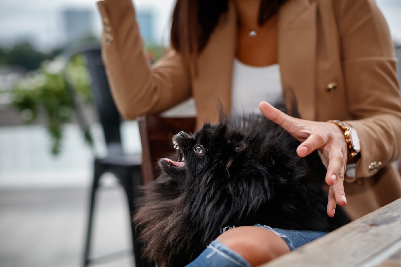 Pick up dog