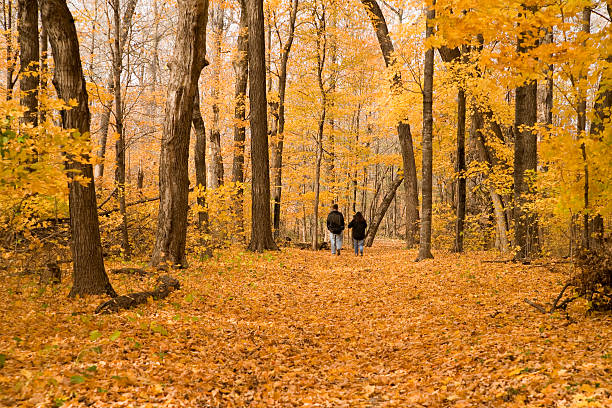 sugar maple stroll. - autumn state park walk stock pictures, royalty-free photos & images