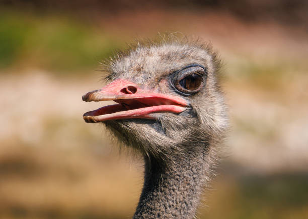 close-up of ostrich,missouri,united states,usa - st. louis zoo stock pictures, royalty-free photos & images