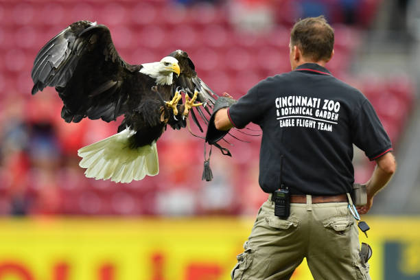 Sam, an American Bald Eagle with the Cincinnati Zoo & Botanical Garden, prepares to land on his handler at the end of the U.S. National Anthem before...