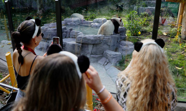 Visitors take photos of giant panda Xin Bao during the media preview at Panda Ridge at the San Diego Zoo on August 7, 2024 in San Diego, California....