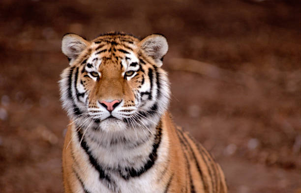 siberian tiger, zoo, denver, colorado, usa - colorado zoo stock pictures, royalty-free photos & images