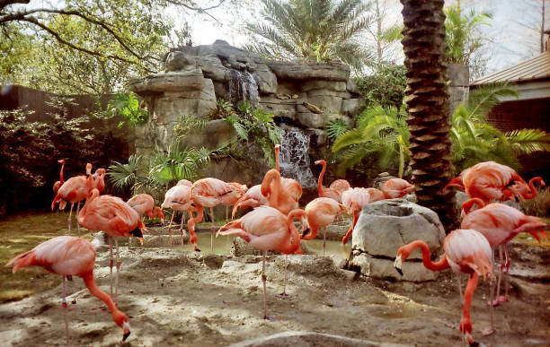 new orleans the flamingo march 2002 - louisiana zoo stock pictures, royalty-free photos & images