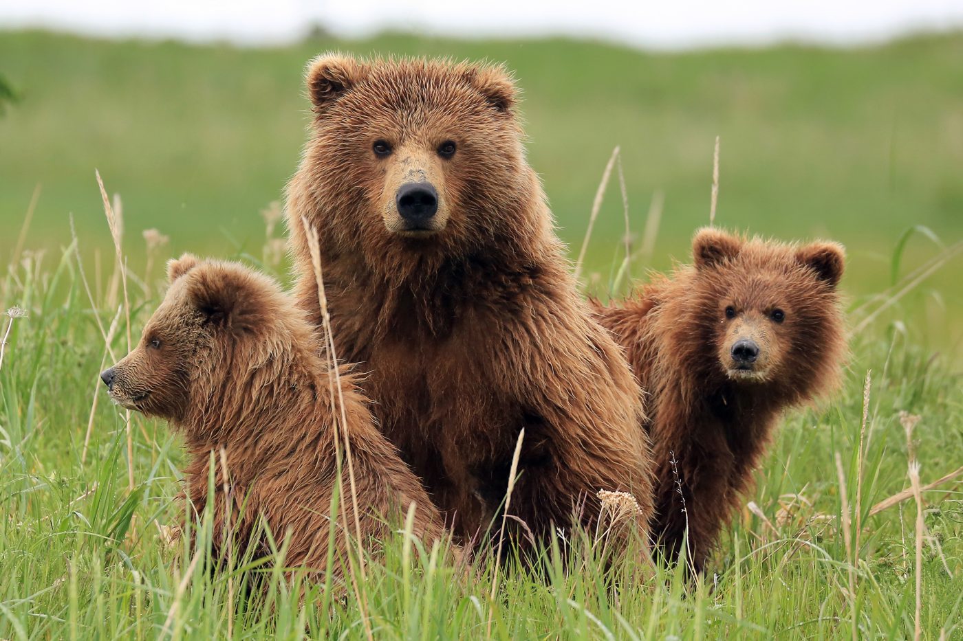 Bear with Me