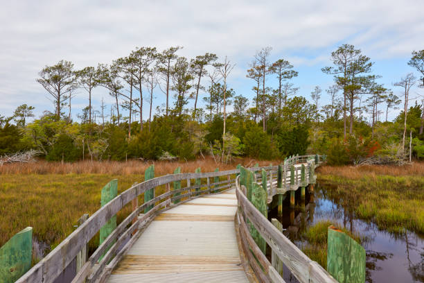 scenic marsh in the croatan national forest, north carolina, usa - croatan national forest stock pictures, royalty-free photos & images