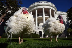 Joe Biden begins final White House holiday season with turkey pardons for ‘Peach’ and ‘Blossom’