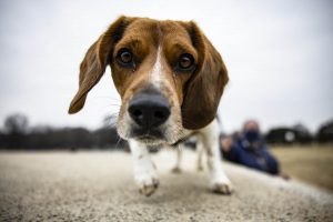 Harris found success with women who have cats, but Trump got the dog owner vote: AP VoteCast