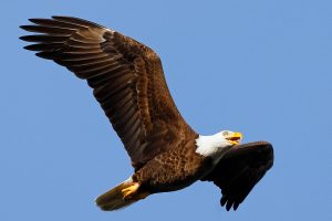 Biden signs a bill officially making the bald eagle the national bird of the US
