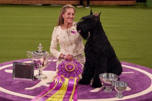 Monty the giant schnauzer wins Westminster dog show
