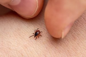 NC health officials relaunch ‘Fight the Bite’ campaign as tick and mosquito season begins