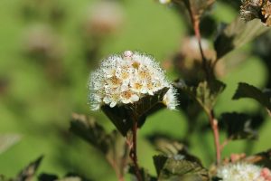 Why the ninebark shrub deserves a spot in your garden