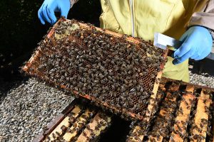 On ‘World Bee Day,’ the bees did not seem bothered. They should be