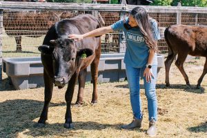 High-end beef with local roots: NC ranchers raise Wagyu cattle
